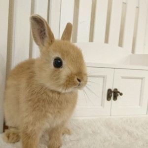 ネザーランドドワーフ　オレンジ（XP)