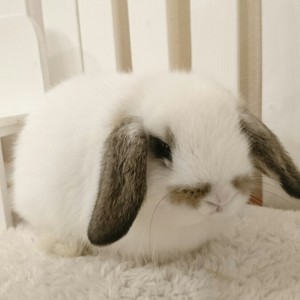 ホーランドロップ　ブロークンチェスナット（5P8)