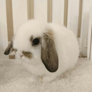 ホーランドロップ　ブロークンチェスナット（5P8)