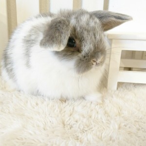 ホーランドロップ　ブロークンオパール（５W1)