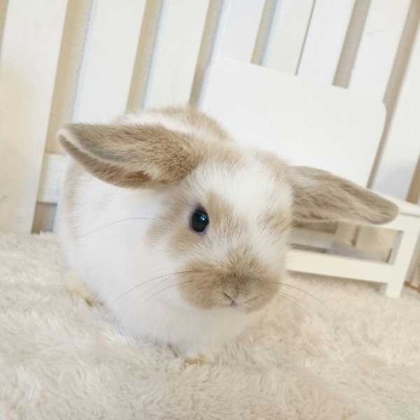 ホーランドロップ　ブロークンリンクス（５T３）