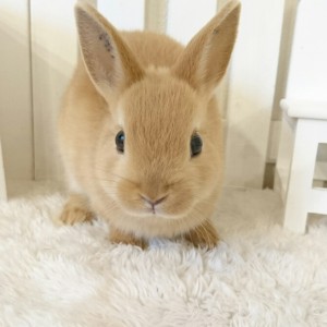 ネザーランドドワーフ　オレンジ（５N)