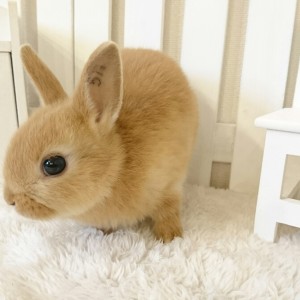 ネザーランドドワーフ　オレンジ（５N)