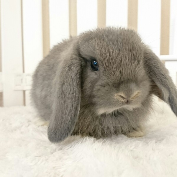 ホーランドロップ　オパール（5Y8)