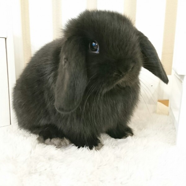 ホーランドロップ　ブラック（M70)