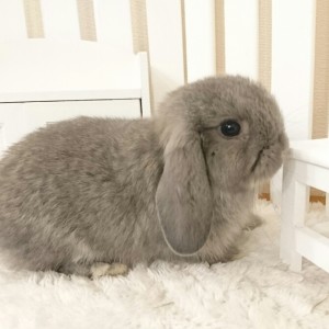 ホーランドロップ　オパール（5Y8)