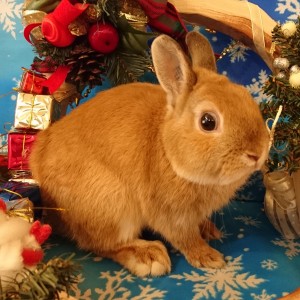 %e3%83%97%e3%83%bc%e3%83%ab