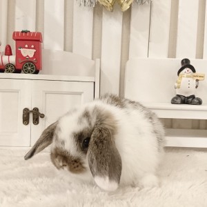 ホーランドロップ　ブロークンチェスナット（V96)