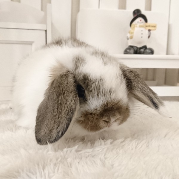 ホーランドロップ　ブロークンチェスナット（V96)