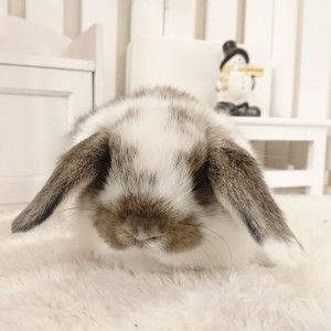 ホーランドロップ　ブロークンチェスナット（V96)