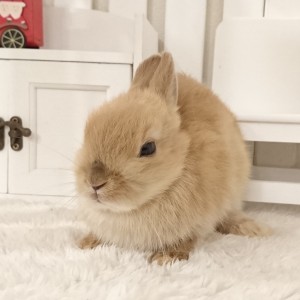 ネザーランドドワーフ　オレンジ（W7）