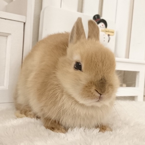 ネザーランドドワーフ　オレンジ（W7）