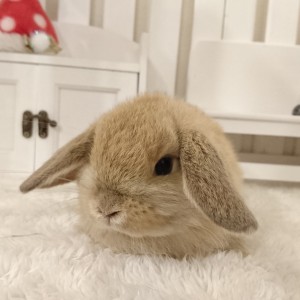 ホーランドロップ　オレンジ（Ｖ９０）