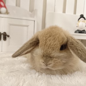 ホーランドロップ　オレンジ（Ｖ９０）