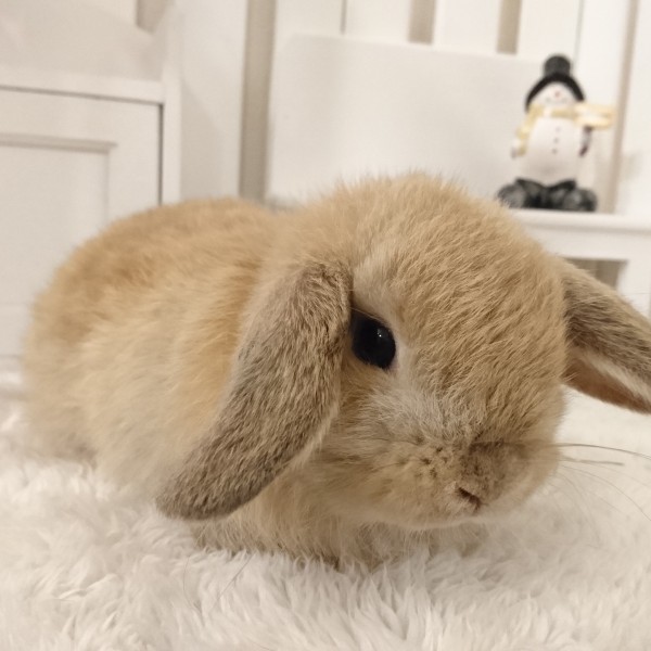 ホーランドロップ　オレンジ（Ｖ９０）