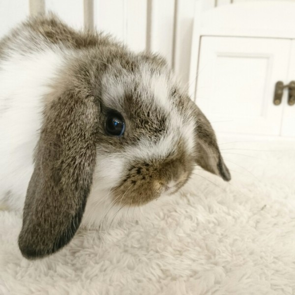 ホーランドロップ　ブロークンチェスナット（6A3)