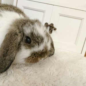 ホーランドロップ　ブロークンチェスナット（6A3)