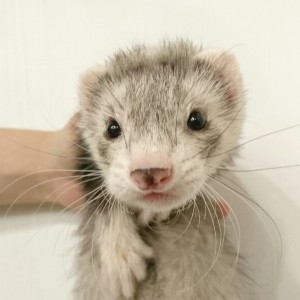 シルバーミット（男の子）