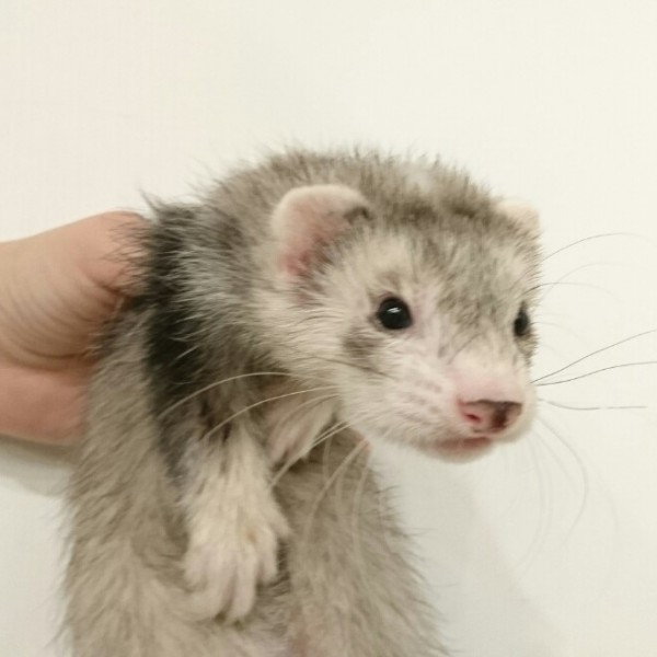 シルバーミット（男の子）