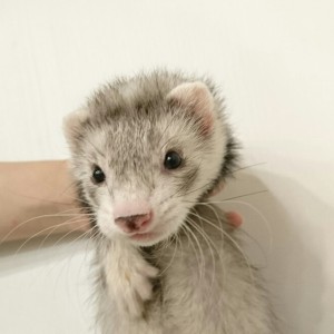 シルバーミット（男の子）