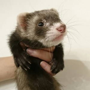 ブラックセーブル（男の子）