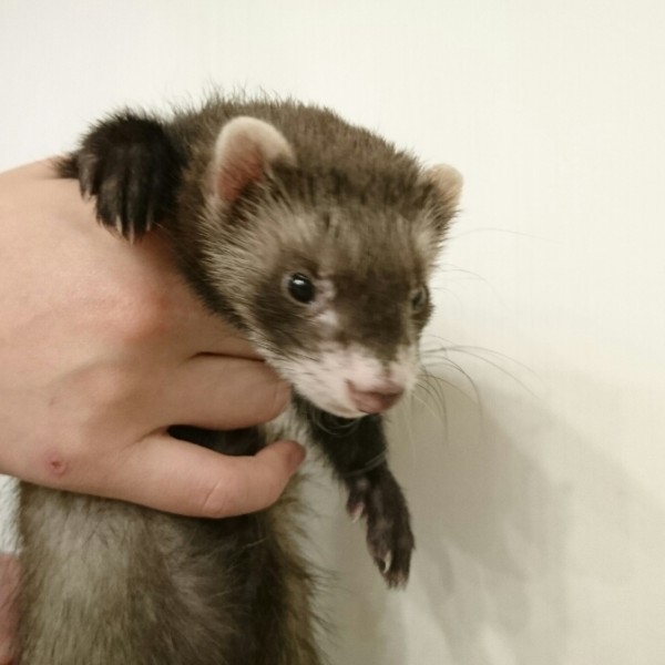 ブラックセーブル（男の子）