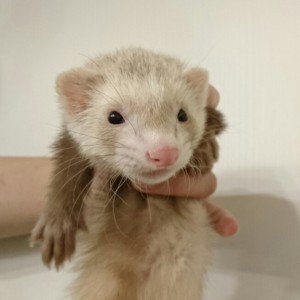 シナモン（男の子）