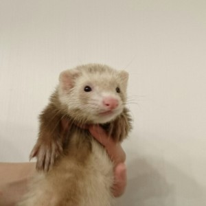 シナモン（男の子）