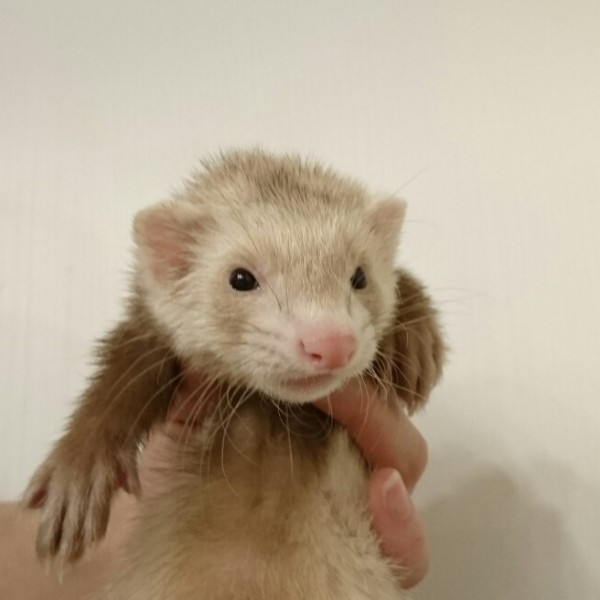 シナモン（男の子）