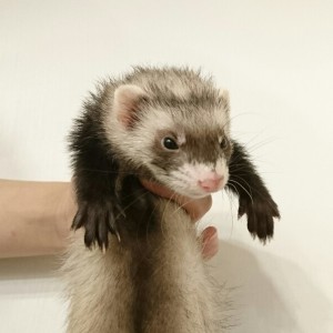 セーブル（女の子）