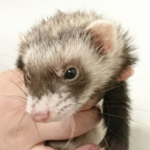 セーブル（女の子）