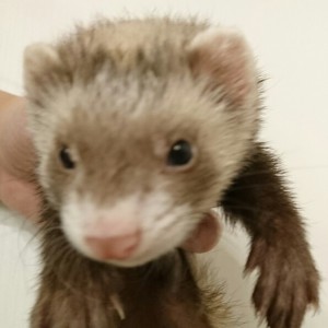 バタースコッチ（女の子）