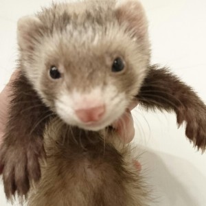 バタースコッチ（女の子）