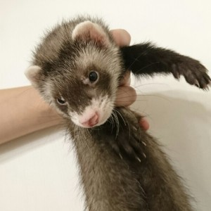 セーブル（男の子）