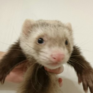 バタースコッチ（男の子）