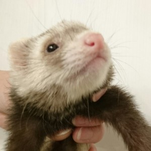 バタースコッチ（男の子）