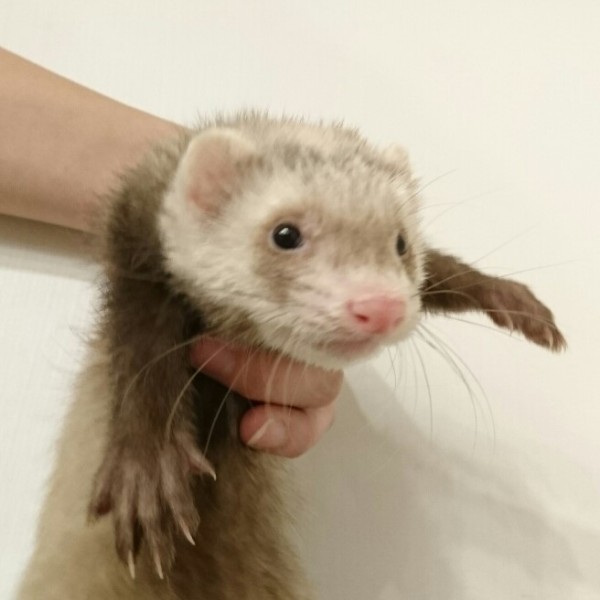 バタースコッチ（男の子）