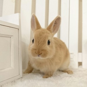 ネザーランドドワーフ　オレンジ（6U)