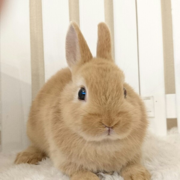 ネザーランドドワーフ　オレンジ（6U)