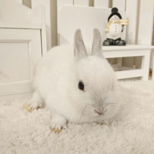 ネザーランドドワーフ　フロスティ（ＹＩ)