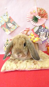 %e3%81%b4%e3%82%87%e3%82%93%e3%81%93%e3%81%a1%e3%82%83%e3%82%93