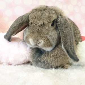 カチューシャ (1)