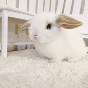 ホーランドロップ　ブロークンオレンジ（3JW)