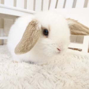 ホーランドロップ　ブロークンオレンジ（3JW)