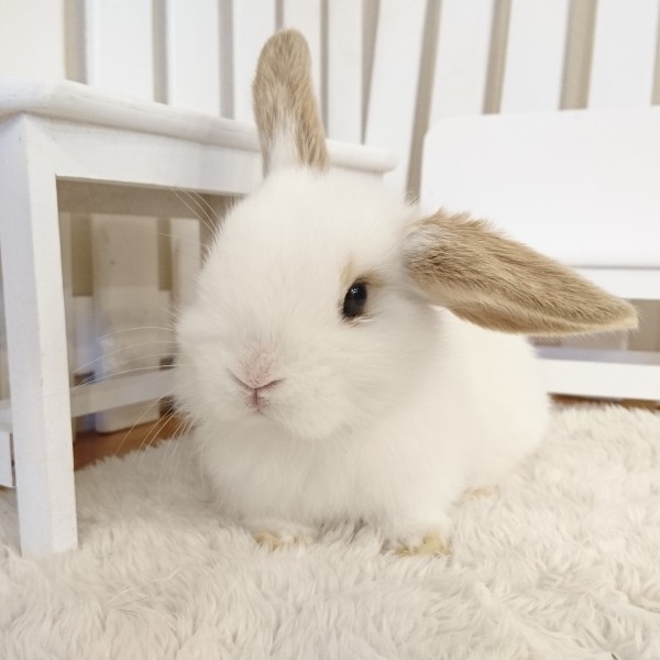 ホーランドロップ　ブロークンオレンジ（3JW)