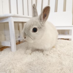 ネザーランドドワーフ　フロスティ（ZW)