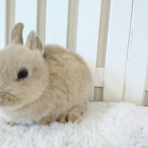 ネザーランドドワーフ　リンクス（7K)