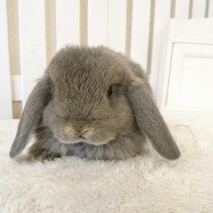 ホーランドロップ　オパール（6G２）