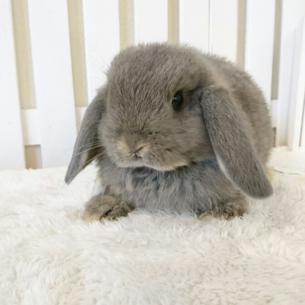 ホーランドロップ　オパール（6G２）