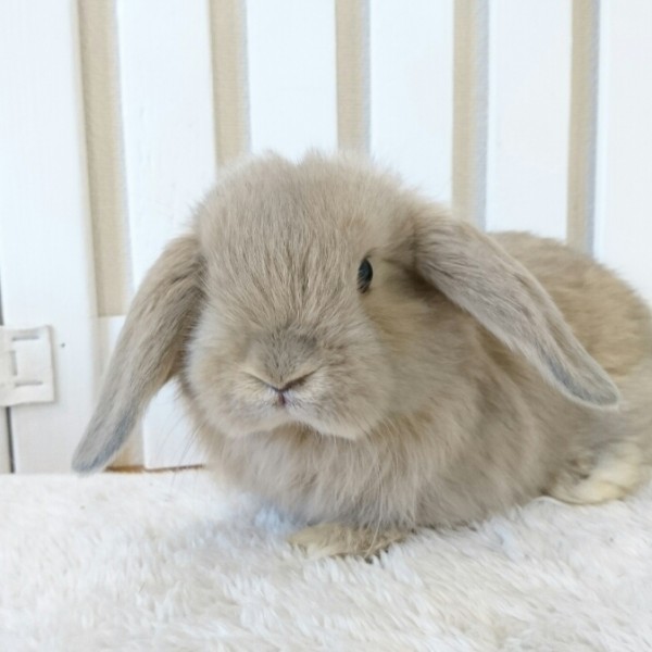 ホーランドロップ　リンクス（６I2)